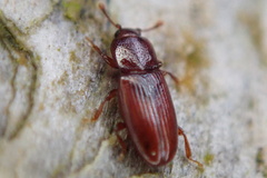 Cerylon ferrugineum