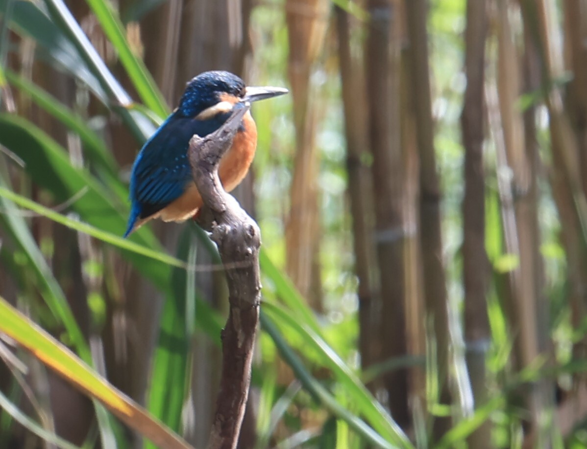 Common Kingfisher (Alcedo atthis), photo 2