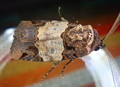 Hampsonodes