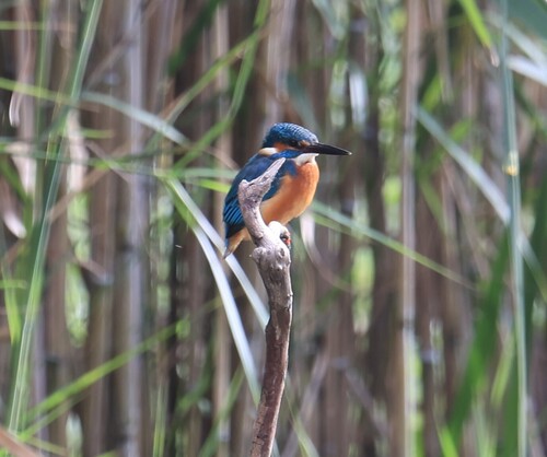 Common Kingfisher (Alcedo atthis), photo 3
