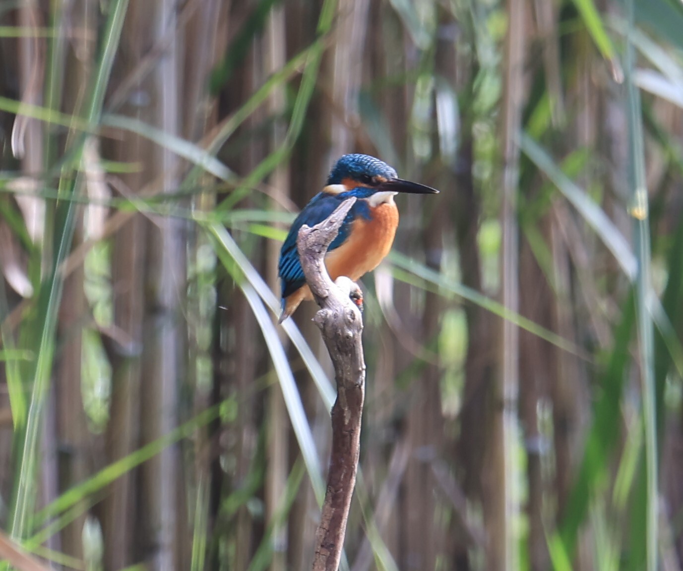 Common Kingfisher (Alcedo atthis), photo 3