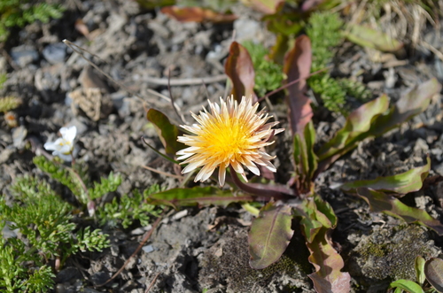 pink-flowered dandelion (Taraxacum pseudoroseum)