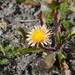 Taraxacum pseudoroseum - Photo (c) Aleksandr Naumenko,  זכויות יוצרים חלקיות (CC BY-NC), הועלה על ידי Aleksandr Naumenko