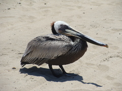 Pelecanus occidentalis