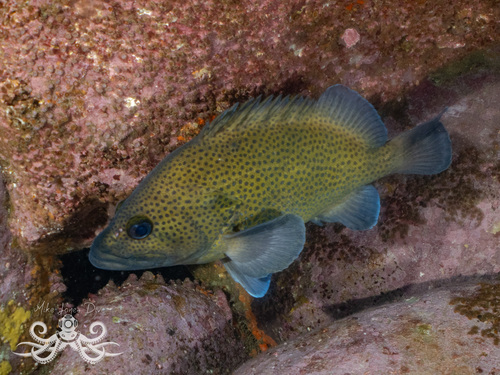 Boot (Acanthistius ocellatus) — Serranidae