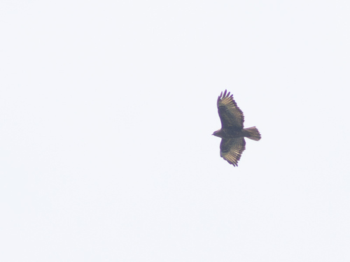 Mountain Buzzard
