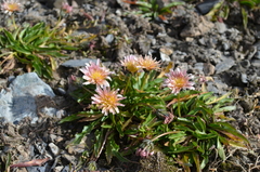 Taraxacum pseudoroseum