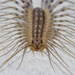 House Centipede - Photo (c) Pascal Dubois, some rights reserved (CC BY-NC), uploaded by Pascal Dubois