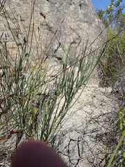 Indigofera gifbergensis