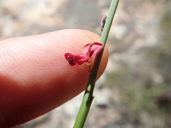 Indigofera gifbergensis