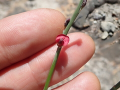 Indigofera gifbergensis
