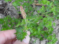 Acalypha radians