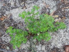 Acalypha radians