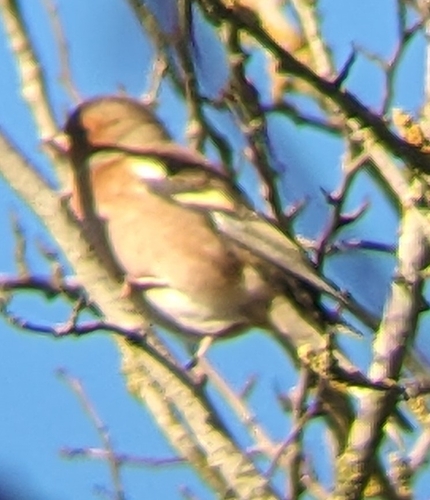 Eurasian Chaffinch (Fringilla coelebs), photo 3