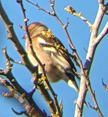 Eurasian Chaffinch (Fringilla coelebs), photo 4