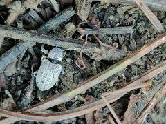 Ericydeus
