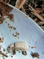 Ericydeus