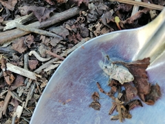 Ericydeus