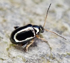 Aphthona euphorbiae
