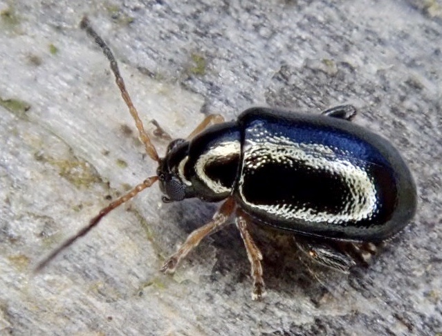 Large Flax Flea Beetle