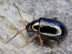 Aphthona euphorbiae