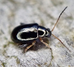 Aphthona euphorbiae