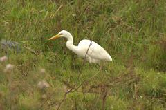 Ardea alba melanorhynchos