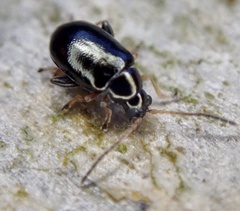 Aphthona euphorbiae