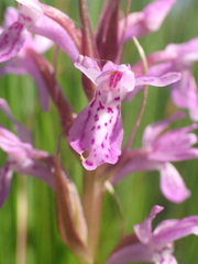 Dactylorhiza majalis sphagnicola