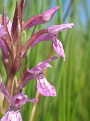 Dactylorhiza majalis sphagnicola
