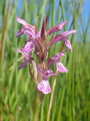 Dactylorhiza majalis sphagnicola