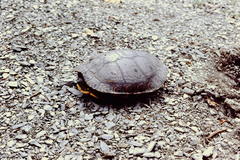 Trachemys venusta cataspila