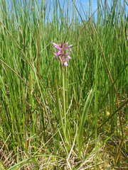 Dactylorhiza majalis sphagnicola