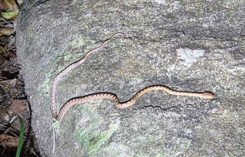 Pirmad Cat Snake