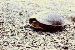 Trachemys venusta cataspila