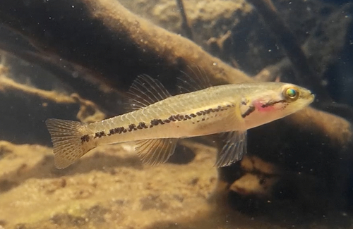 Striped gudgeon (Gobiomorphus australis) — Eleotridae