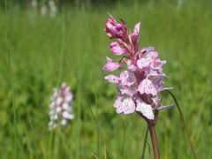 Dactylorhiza majalis sphagnicola