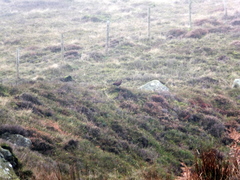 Lagopus lagopus scotica