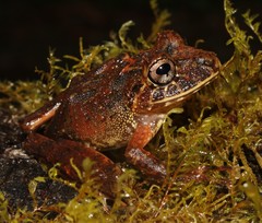 Pristimantis labiosus