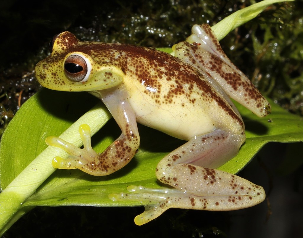 Babbling Stream Frog