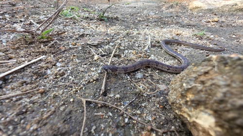 Streaked Kukri Snake