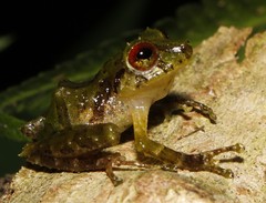 Pristimantis crucifer