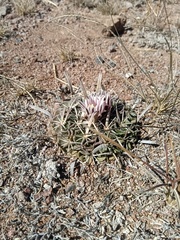 Echinofossulocactus pentacanthus