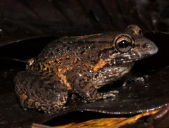Leptodactylus ventrimaculatus