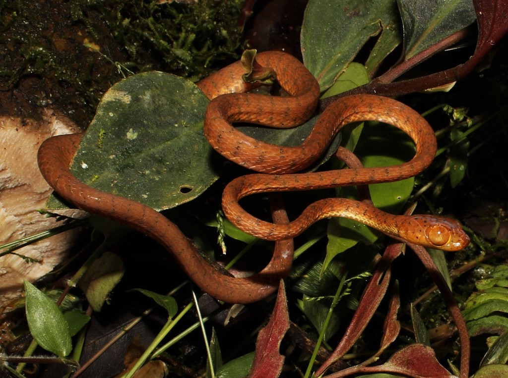 Western Tree Snake
