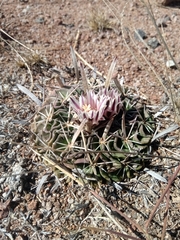 Echinofossulocactus pentacanthus