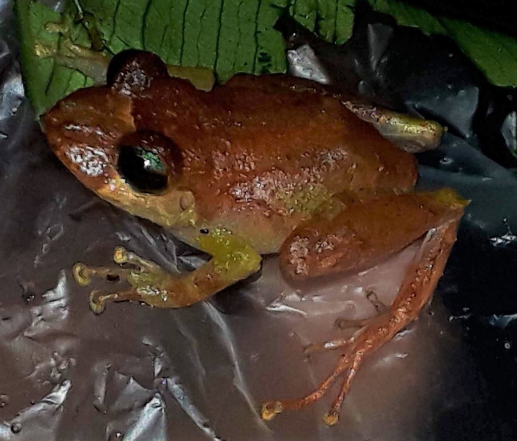 Los Cedros Rainfrog
