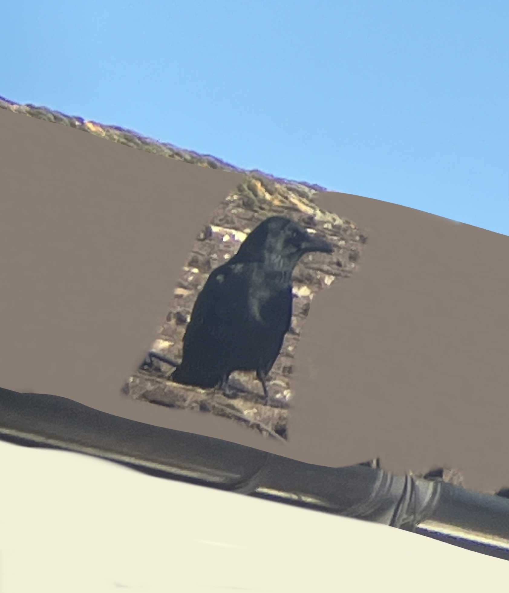 Carrion Crow (Corvus corone), photo 7