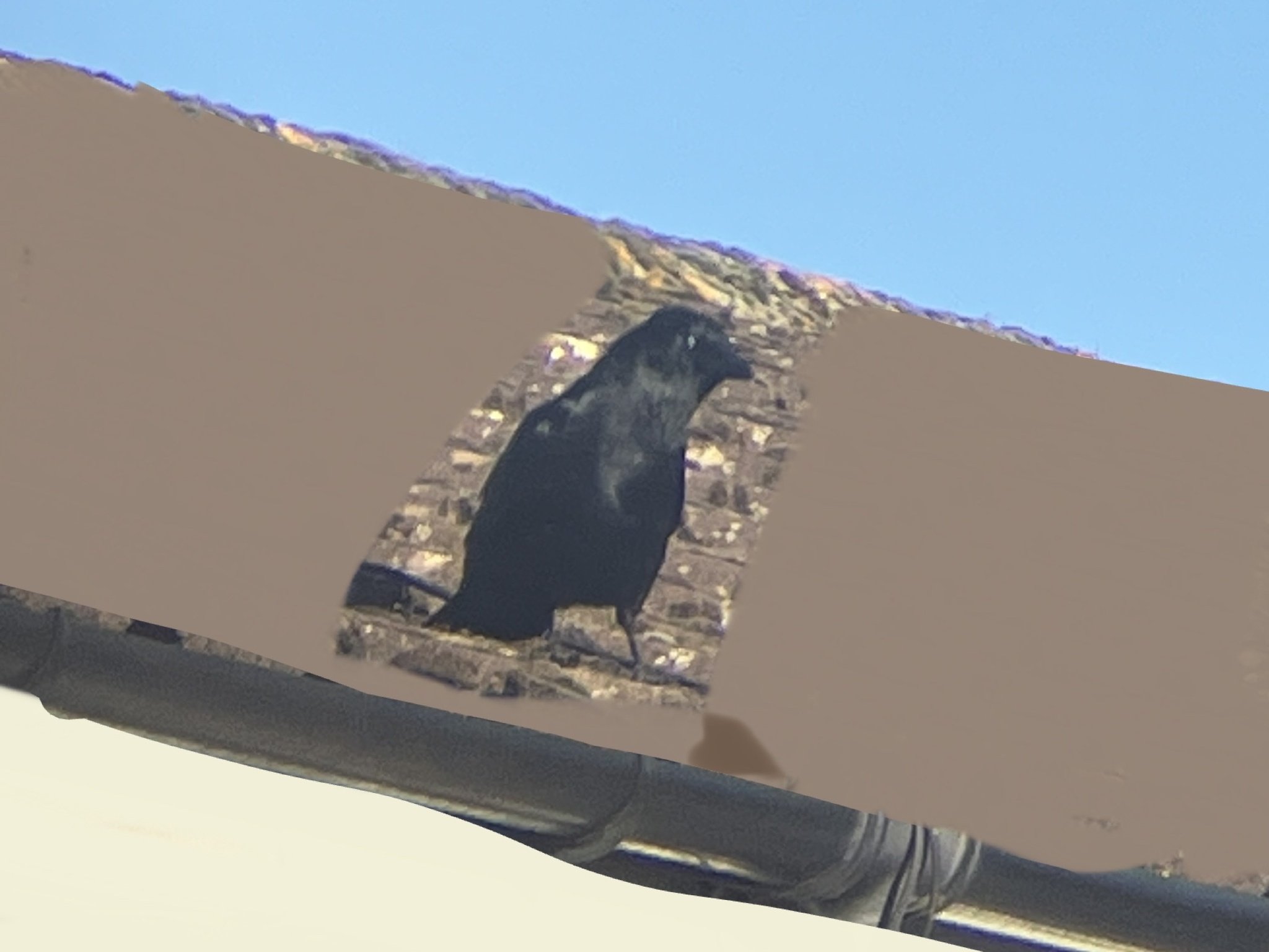 Carrion Crow (Corvus corone), photo 8