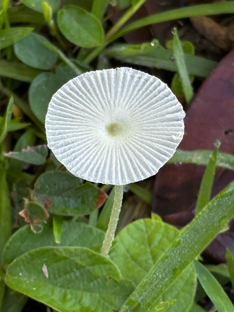 Leucocoprinus fragilissimus · January 2026 · photo: © juliocastellain (iNaturalist, cc-by-sa)